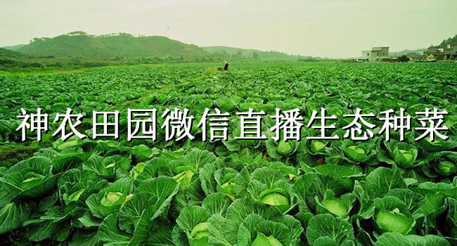 “农”也会玩，三位88后“神农”微信直播种菜（珠海网讯互联网站建设网配图）